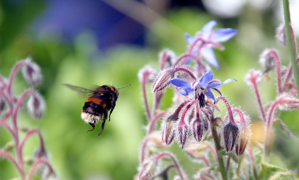bee and borage bee and borage